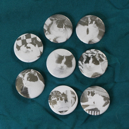 badges of a black and white cat