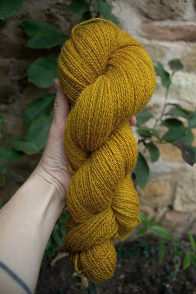 skein of natural and plant dyed yarn in a deep yellow shade in front of green leaves